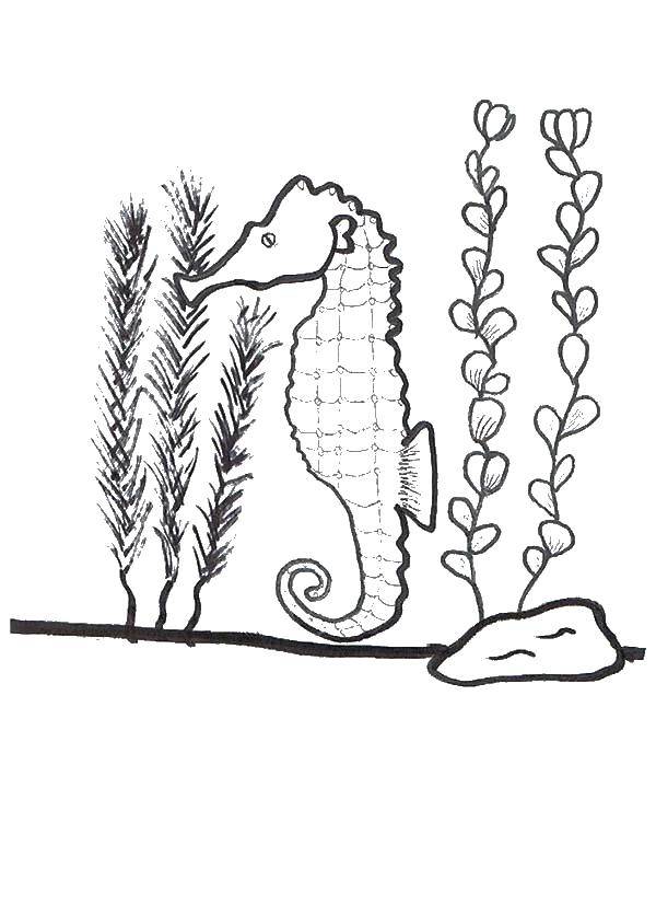 Название: Раскраска Конь морской. Категория: водоросли. Теги: морской конек.