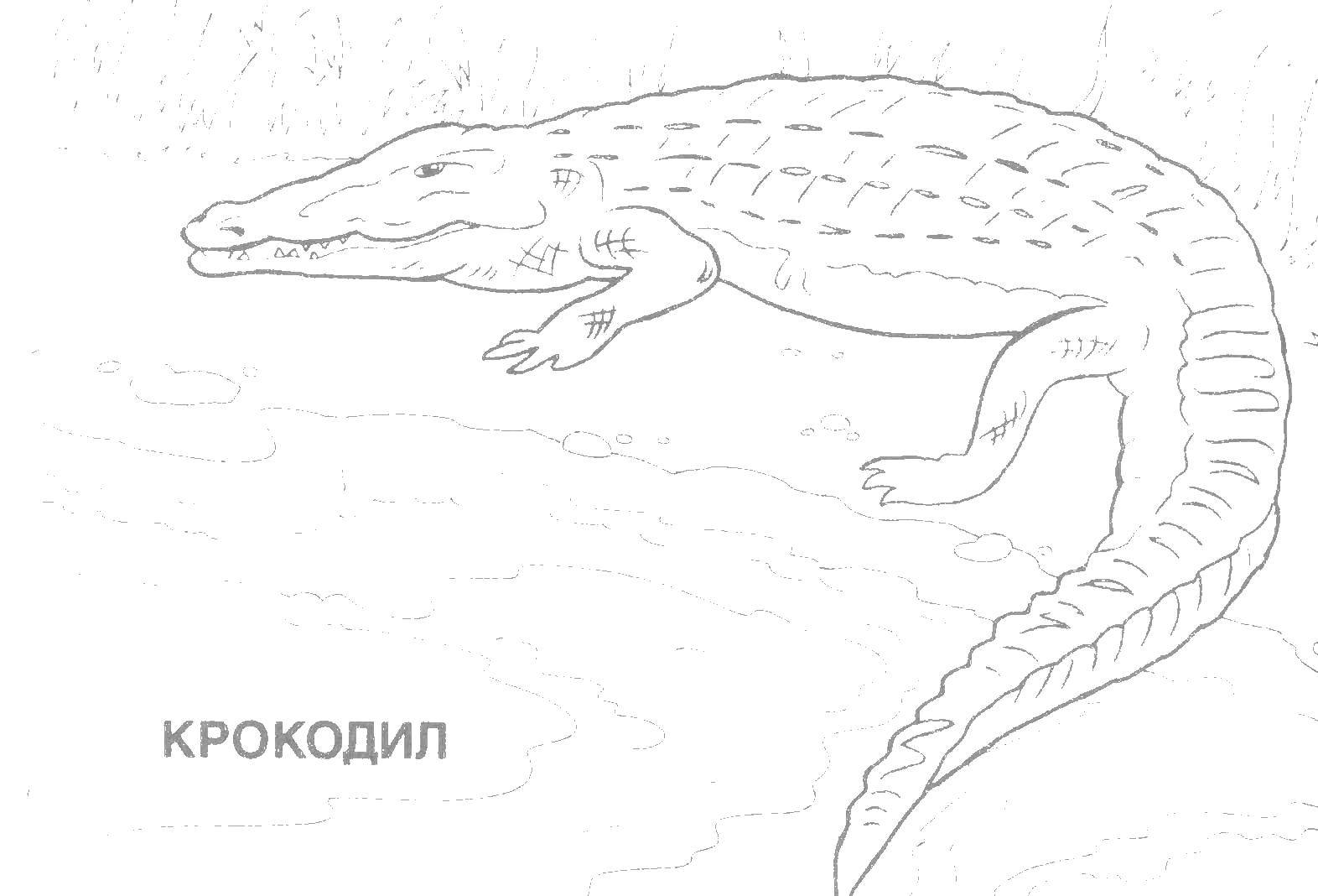 Раскраска Крокодил Скачать ,крокодил, хвост, пасть,.  Распечатать 