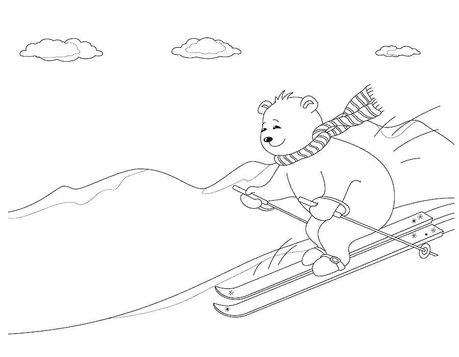Раскраска Медведь на лыжах Скачать ,мишка, лыжи, шарф,.  Распечатать 